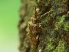 Rhagium sycophanta